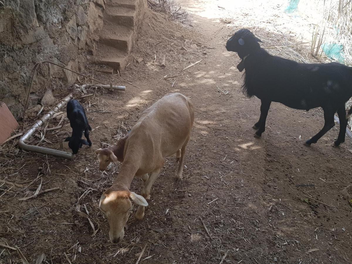 Finca Rural Torres Casas 1 Y 4 Bed & Breakfast Веґа-де-Сан-Матео Екстер'єр фото