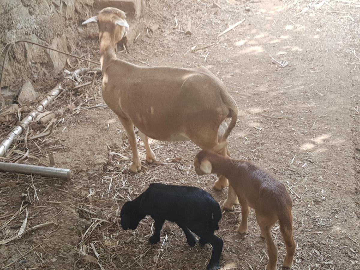 Finca Rural Torres Casas 1 Y 4 Bed & Breakfast Веґа-де-Сан-Матео Екстер'єр фото